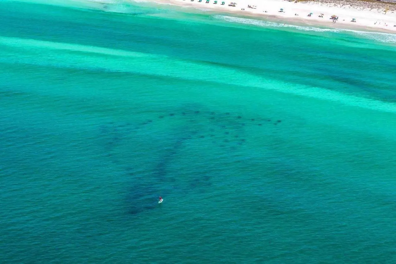 Prázdninový dům Blue Pelican Destin USA
